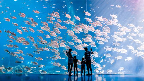 Zhuhai Chimelong Ocean Kingdom biglietto d'ingresso per 2 giorni e 1 notte/3 giorni e 2 notti con opzioni di alloggio presso Penguin Hotel/Hengqin Bay Hotel/Spaceship Hotel/Circus Hotel/Yinghai Apartment, inclusi l'accesso al parco divertimenti Spaceship, lo spettacolo Chimelong, l'esperienza con Kaka Tiger e menù fisso