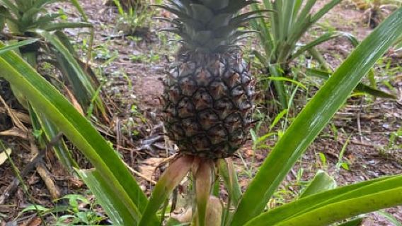 Zanzibar : Spice farm & Stone town+ Lunch