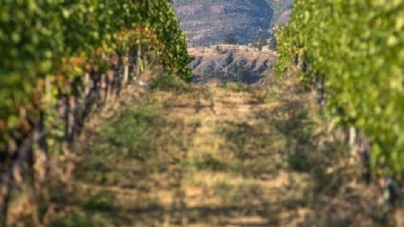 Kelowna: Lake Country Full Day Guided Wine Tour