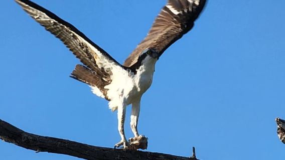 Daytona/New Smyrna Beach: indimenticabili tour in kayak alla scoperta della fauna selvatica