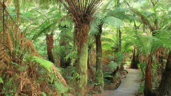 Great Ocean Road Tour Melbourne op een ontspannen manier 8:10 uur Start
