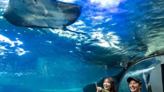 Acquario di Enoshima: Biglietto d'ingresso