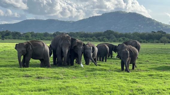 From Sigiriya: Kaudulla National Park Half-Day Jeep Safari
