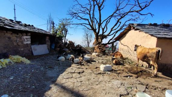 From Naddi: Guided Himalayan Nomad Culture & Nature Walk