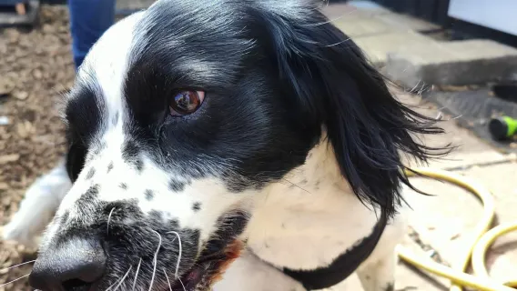 Boarding for Returning Dogs - 4 Days