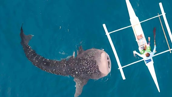 ออกเดินทางจากเซบู: ชมฉลามวาฬโอสโลบ + พายุหิมะโมอัลโบลซัลเด้น ทัวร์ 1 วัน