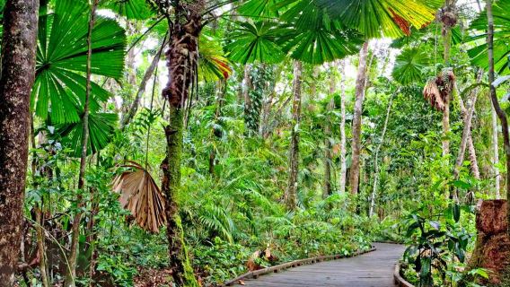 Excursion d'une journée à la forêt tropicale de Daintree et aux gorges de Mossman à Cairns