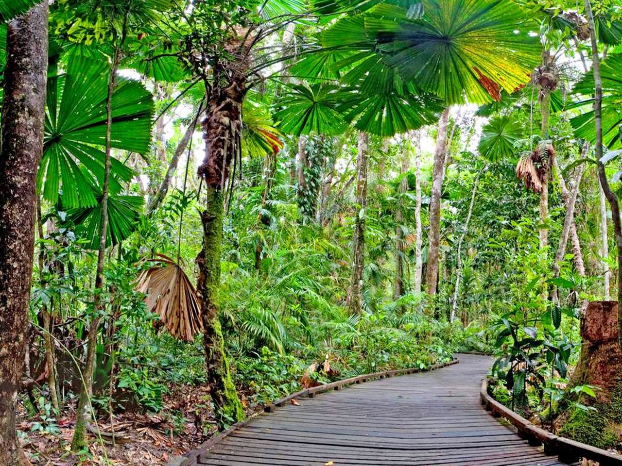 ทัวร์ 1 วัน แคนส์ ป่าดิบชื้นแดนทรี + หุบเขามอสแมน