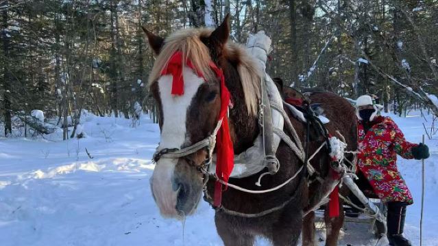 Snow Village 1-day Tour [Horse-Drawn Sleigh + Snow Tubing + Reindeer Park]