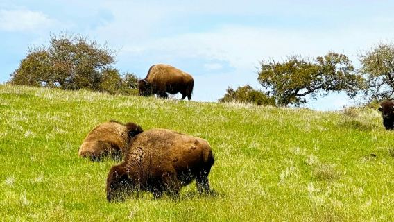 Santa Catalina Island: Geführte Safari-Tour