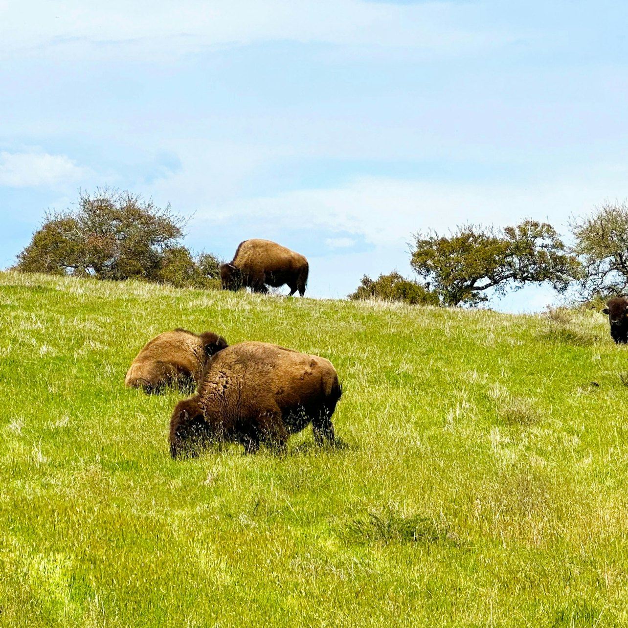Santa Catalina Island: Guided Safari Tour