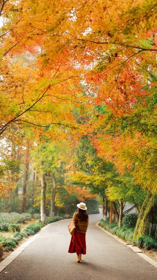 Hangzhou Nine Creeks in the Misty Forest fall day tour [Nine Creeks in the Misty Forest + Longjing Village tea tasting + fan painting experience]