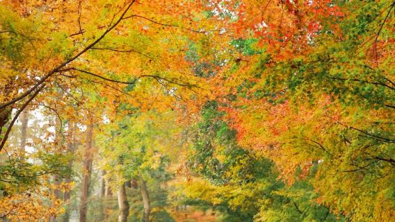 Hangzhou Nine Creeks half-day hiking tour [Nine Creeks and Eighteen Gullies fan painting + Longjing tea tasting + Eighteen Imperial Tea Trees]
