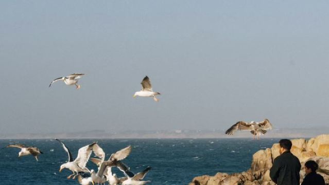 美國舊金山周邊蒙特雷半島+十七里灣+卡梅爾小鎮【精品一日遊】