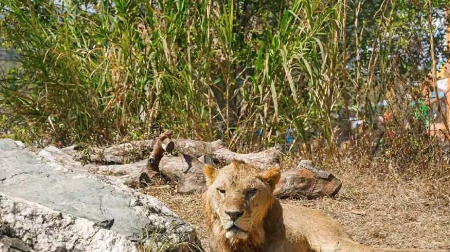 清遠長隆長頸鹿城堡1晚/2晚森林王國/溫泉樂園無限暢玩+美食+表演套票可選/森林大自駕/晚餐套票含園內接駁車