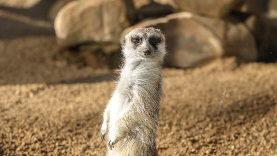 Hunter Valley Wildlife Park Experience [Includes Admission Ticket & Keeper Guide]