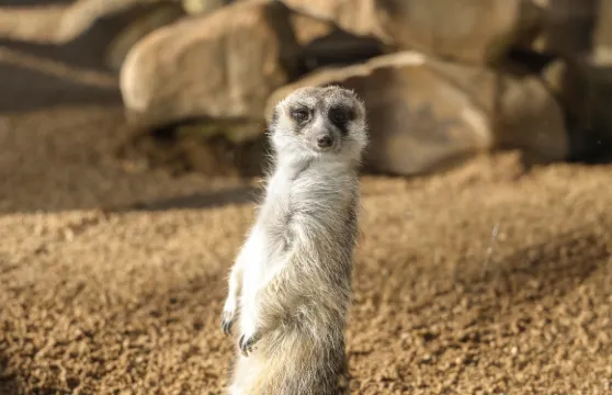 獵人谷野生動物園體驗【含門票&飼養員講解】