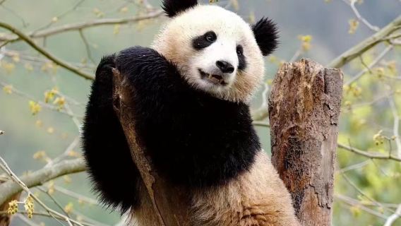 Half-Day Morning panda Tour with Small Group