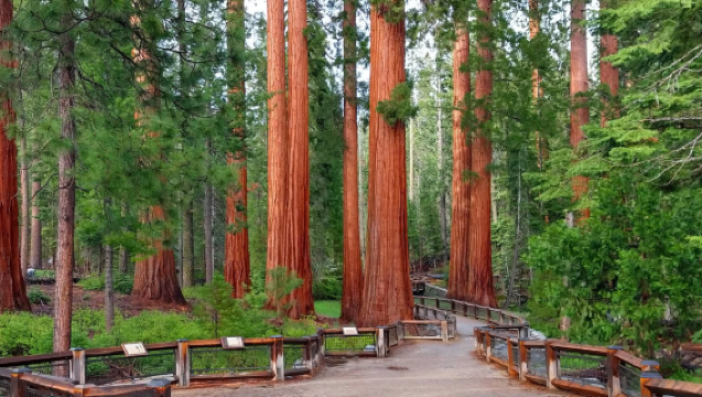 美國舊金山-優勝美地國家公園-紅杉林【中文專車-愜意舒適】