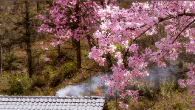 [Lawatan Sewa Peribadi/Tidak Termasuk Tiket Masuk] Lawatan Sehari Bunga Xinyi di Gunung Jiuhuang - Tempat Suci Menikmati Bunga - Pengangkutan Pintu ke Pintu