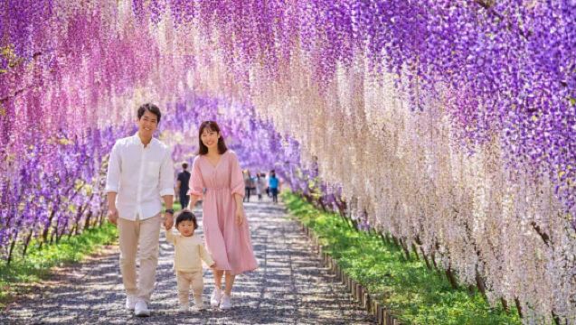Limited Wisteria Tour in Kitakyushu Kawachi Fujien | 1-day tour to Akama-jingu Shrine, Kokura Castle, and Mojiko Port