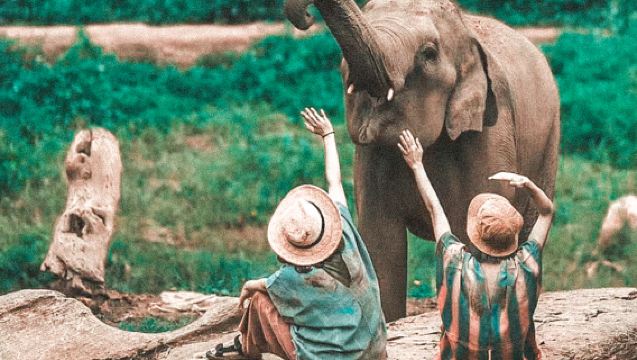 Phuket Thai Elephant Sanctuary Volunteer Experience with Hotel Transfer, Mud Spa & Elephant Fridge Magnet