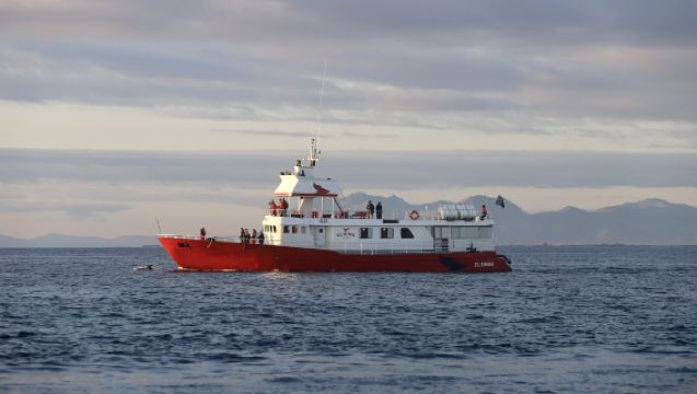 Elding Whale Watching in Iceland [Daily Departures Accepting Urgent Bookings + Free Return If No Sighting!]
