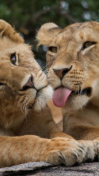 1-day tour to Nairobi National Park + Sheldrick Wildlife Trust Nursery + Giraffe Centre from Nairobi, Kenya | from 1 person