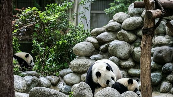 Passeio de um dia em Chengdu | Templo de Wuhou + Rua Jinli (ingressos não incluídos)