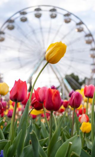 Canberra Parliament House + spring flowers art exhibition 1-day tour [includes lunch + city transfer]