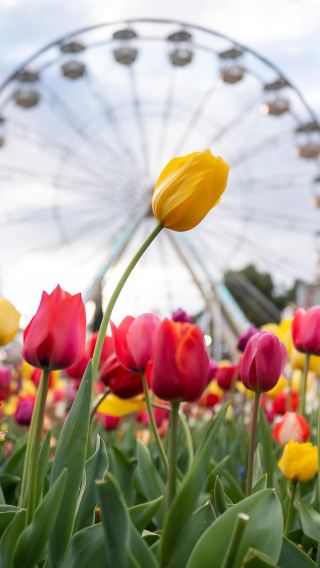 Canberra Parliament House + spring flowers art exhibition 1-day tour [includes lunch + city transfer]