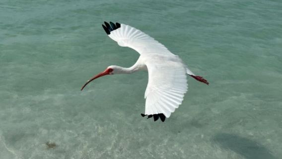 Anna Maria Island: The Island Kayak Tour