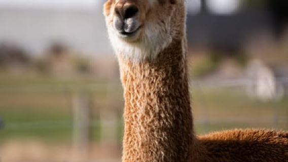 Lake Tekapo: Guided Petting Zoo Visit