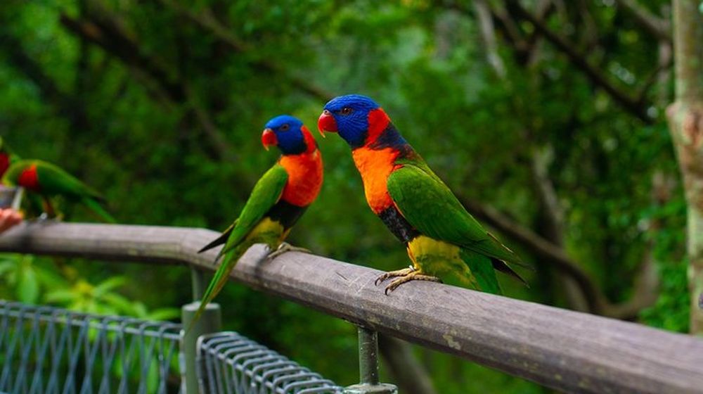 The Legacy Of Jurong Bird Park