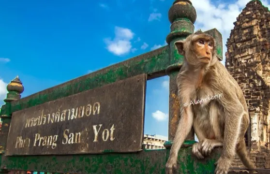 泰國拷龍穴+三峰塔一日遊丨曼谷出發