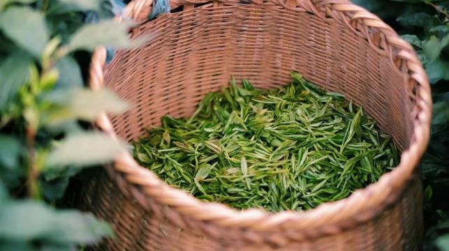 杭州西湖風景區梅家塢村半日遊【cos茶農|梅塢問茶採茶+炒茶+品茶體驗】