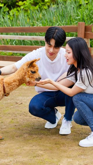 1-day tour to Chuncheon, Korea | Nami Island + Alpaca World + Morning Calm Garden
