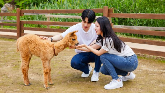 韓国春川ワンデーツアー【南怡島/アルパカワールド/晨静樹木園】
