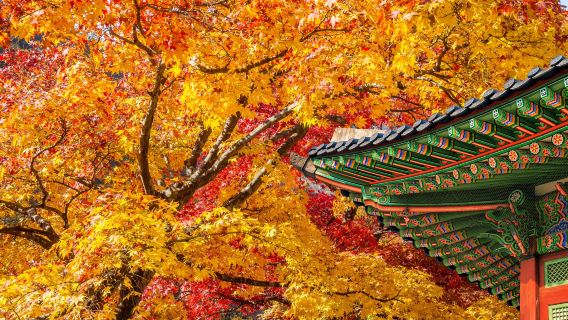 South Korea autumn foliage one-day tour [Naejangsan National Park tour]