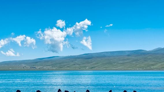 塔爾寺+青海湖+日月山+拉脊山一日遊【小團市內接駁】