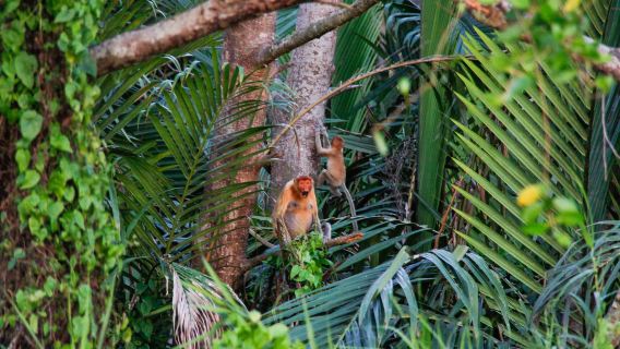 Mangrove de Bongawan, croisière sur la rivière Fireflies et Sky Mirror |Kota Kinabalu, Sabah