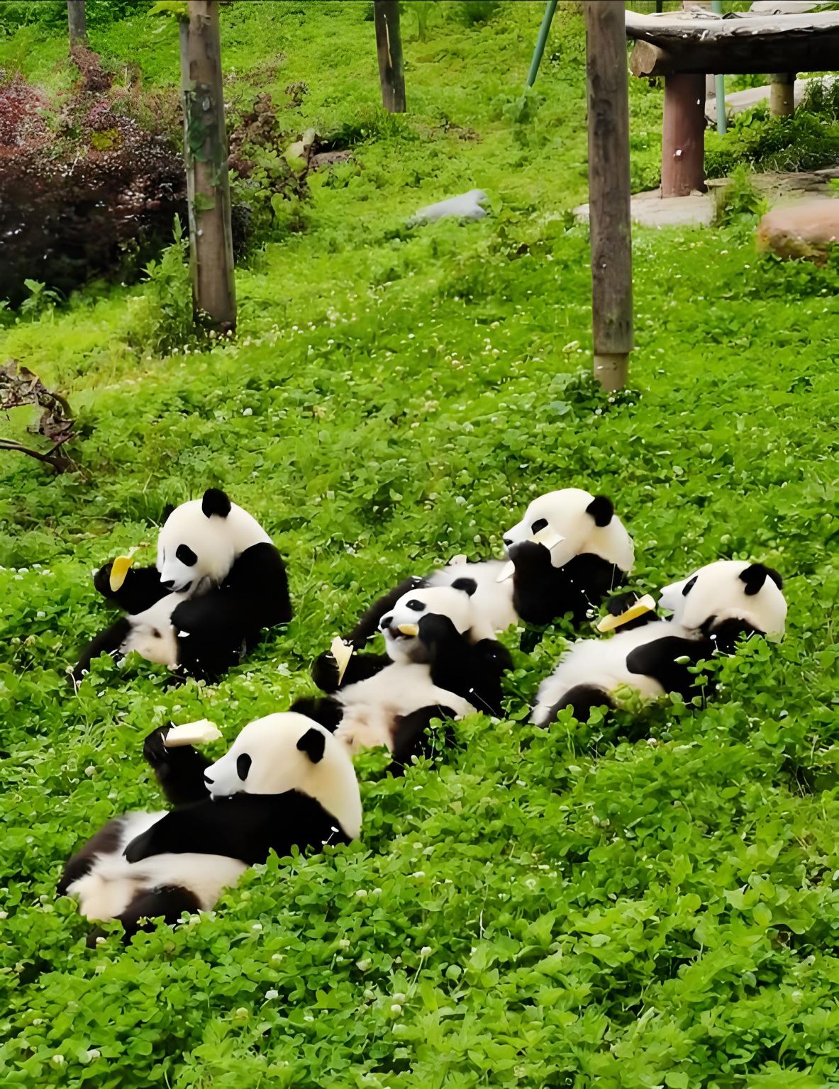 Chengdu airport pick-up + city 1-day tour (12-hour private charter/optional English guide)