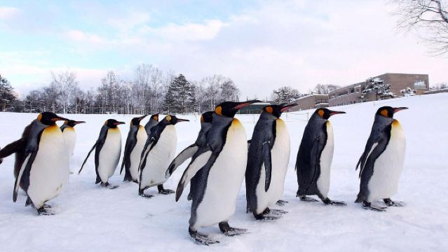 日本札幌來回美瑛青池富良野/可小樽登別北海道多日包車-精選