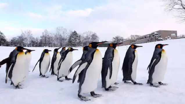 日本札幌來回美瑛青池富良野/可小樽登別北海道多日包車-精選