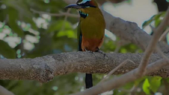 Bosque Nuboso de Monteverde: Tour Natural de la Reserva Curicancha