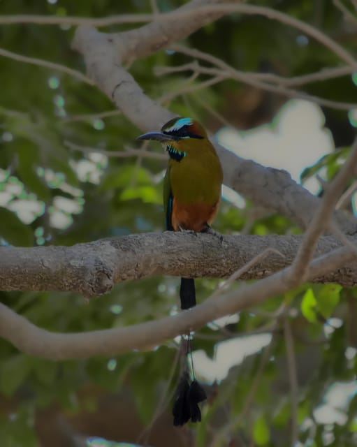 Monteverde Cloud Forest: Curicancha Reserve Nature Tour