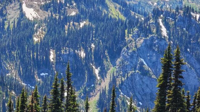 Seattle to Olympic National Park and Hurricane Ridge round-trip private charter - top pick