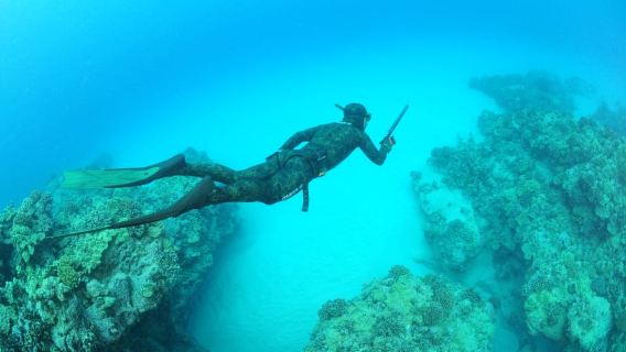 Warkworth: Full-Day Spearfishing Charter