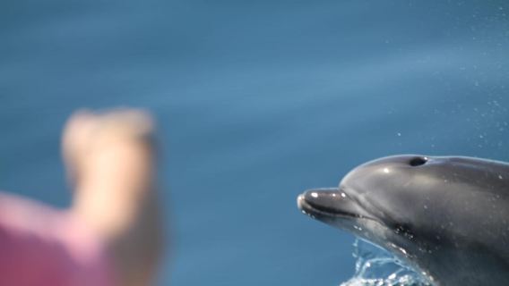 Tarifa: Whale & Dolphin Watching in the Strait of Gibraltar