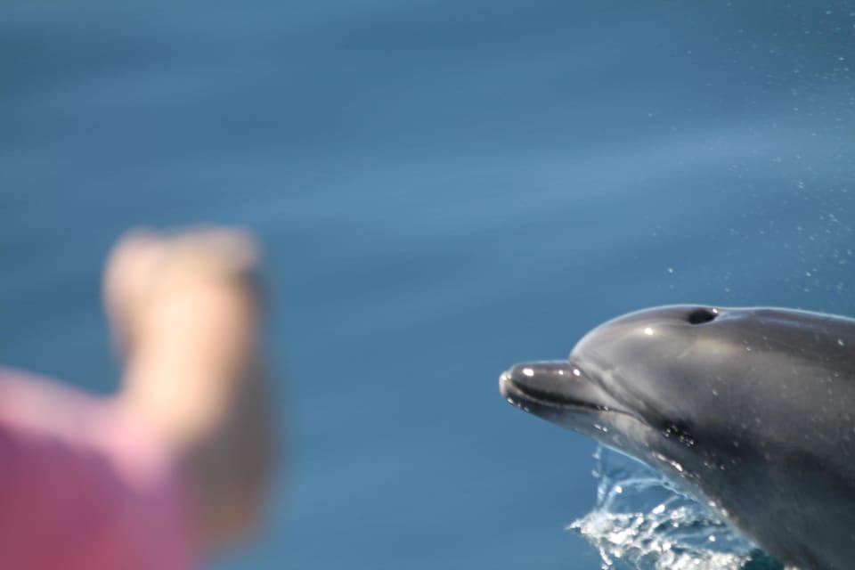 Tarifa: Wal- und Delfinbeobachtung in der Straße von Gibraltar